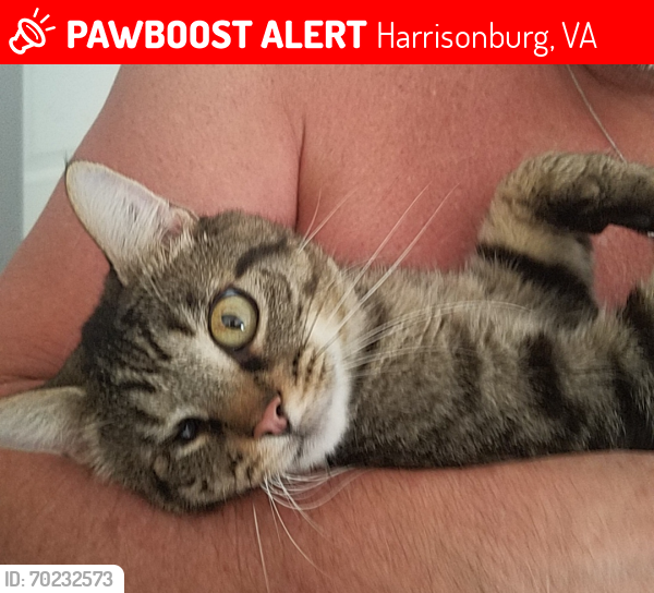 Lost Male Cat last seen Highland Park Neighborhood, Harrisonburg, VA 22801