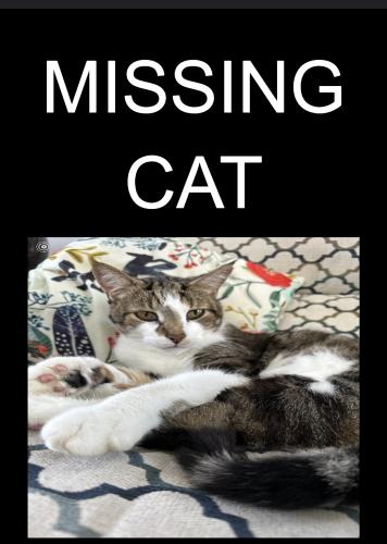 Lost Male Cat last seen East Barron rd & oak grove rd, Howell Township, MI 48855