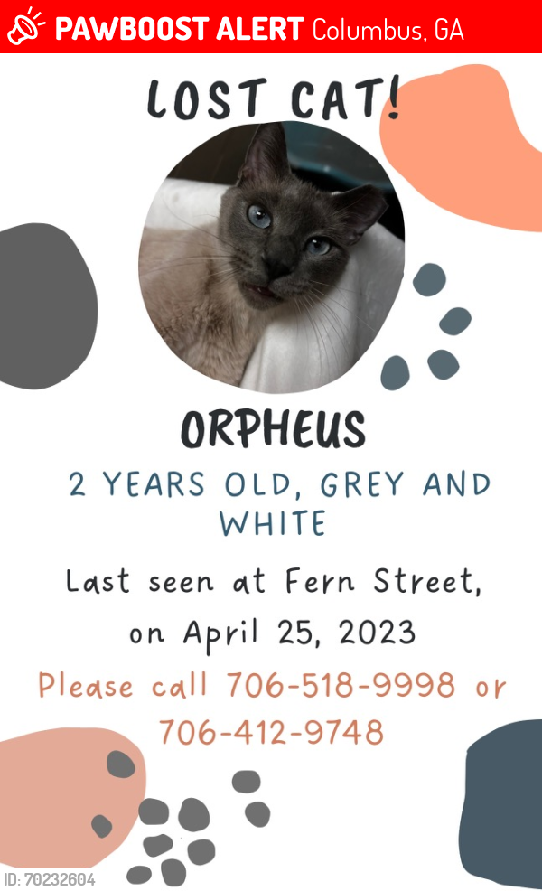 Lost Male Cat last seen Near fern st, Columbus, GA 31906