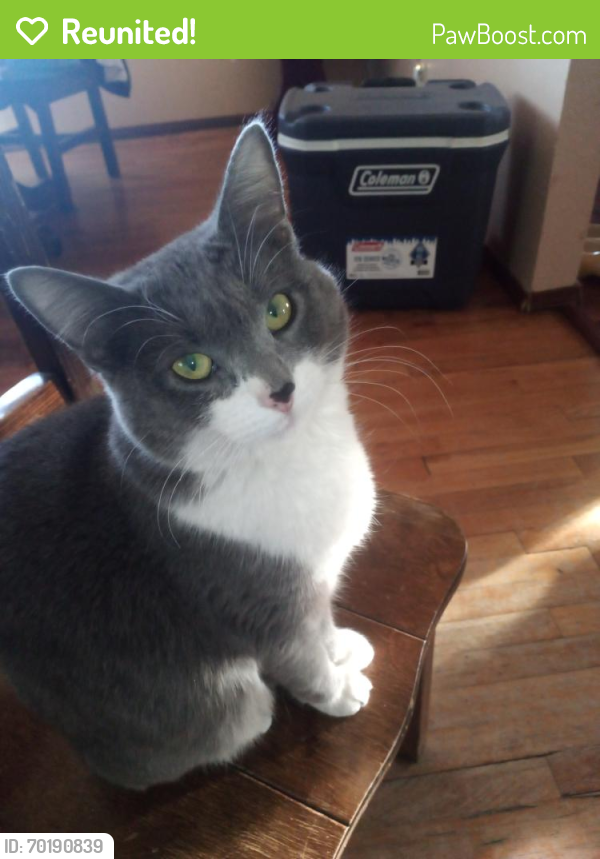 Reunited Female Cat last seen Kit Carson elementary *she may be injured*, Albuquerque, NM 87105