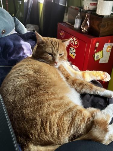 Lost Male Cat last seen wembly way, Severna Park, MD 21146