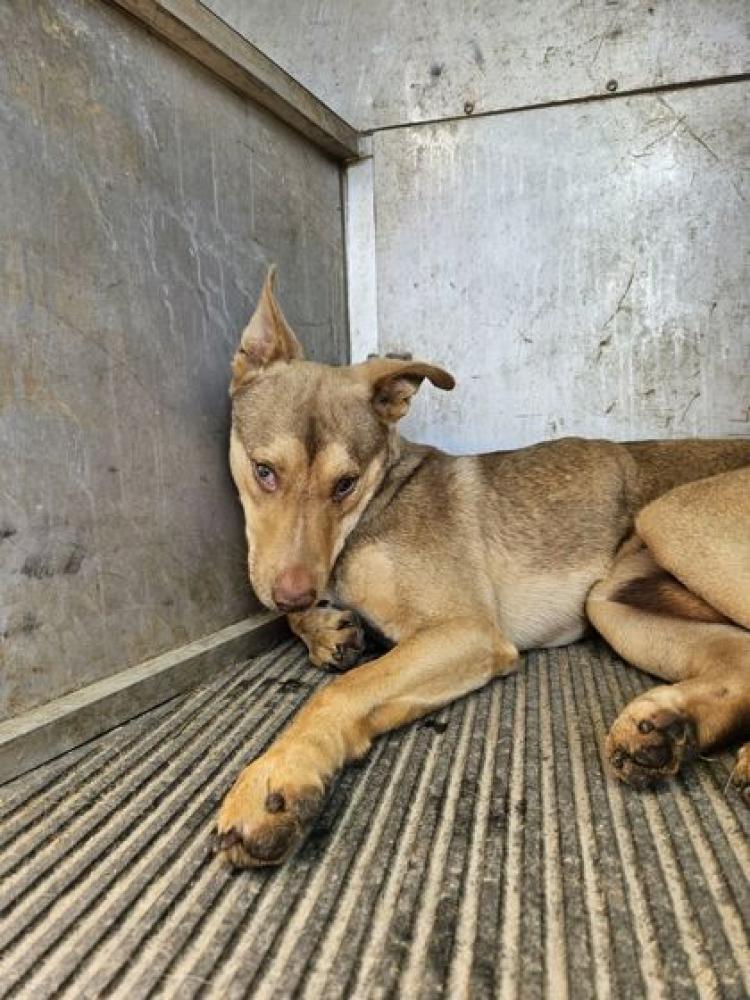 Shelter Stray Male Dog last seen Bowdon, GA 30108, Carrollton, GA 30117