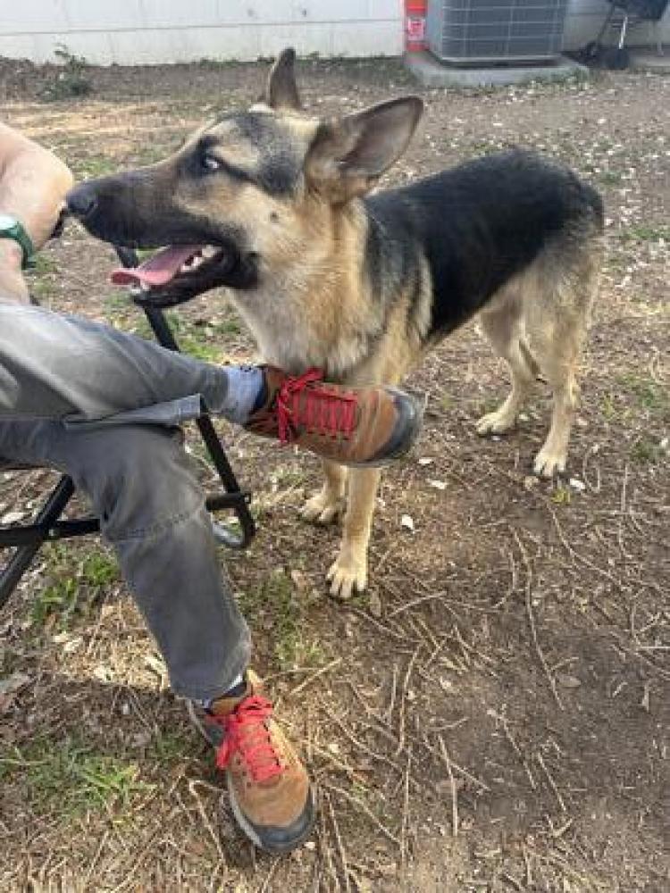 Shelter Stray Male Dog last seen San Antonio, TX 78201, San Antonio, TX 78229