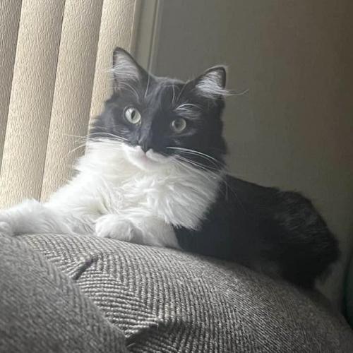 Lost Female Cat last seen Near Gilmore Street, Taylor, TX  -  Corner of Gilmore Street and Stasney, Taylor, TX 76574