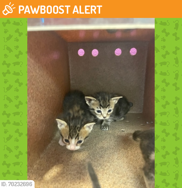 Shelter Stray Unknown Cat last seen El Paso, TX 79902, Fort Bliss, TX 79906