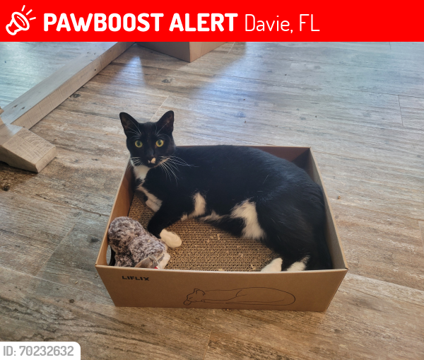 Lost Female Cat last seen Near SW 28TH CT, DAVIE, FL 33328, Davie, FL 33328