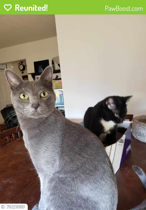 Reunited Male Cat last seen Copper and Tramway, Albuquerque, NM 87123