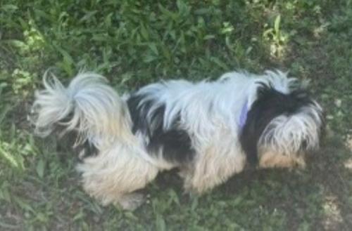 Lost Female Dog last seen Angel Ln and Bandell Dr, Houston, TX 77045