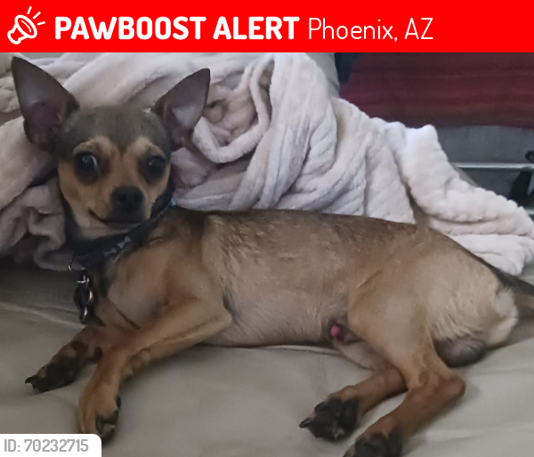 Lost Male Dog last seen 7st and palo verdi, Phoenix, AZ 85012