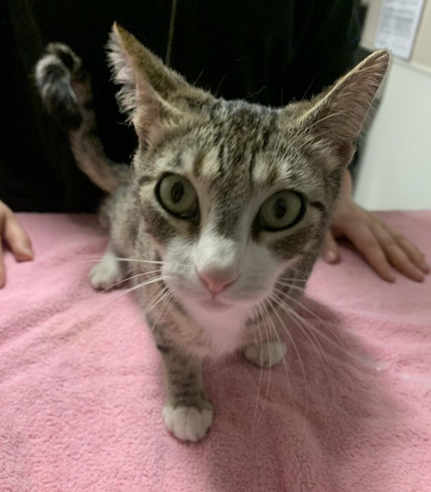 Shelter Stray Female Cat last seen Near 162 Avenue, SAN LEANDRO, CA, 94578, Oakland, CA 94621