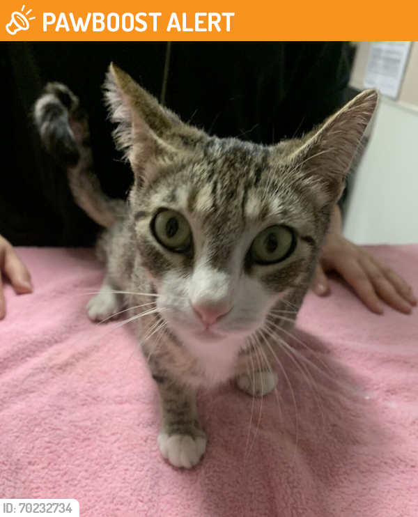 Shelter Stray Female Cat last seen Near 162 Avenue, SAN LEANDRO, CA, 94578, Oakland, CA 94621