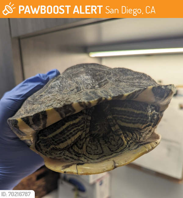 Shelter Stray Unknown Reptile last seen Near Morena Boulevard, San Diego, CA, 92117, San Diego, CA 92110