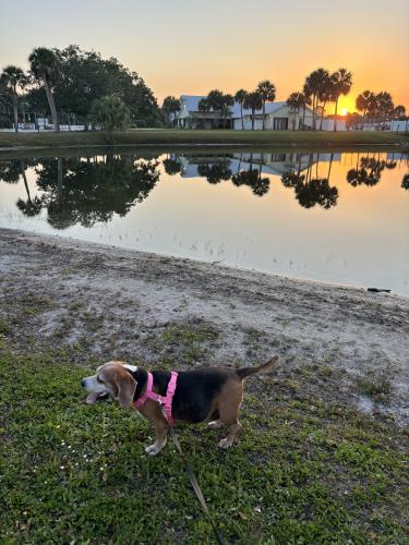 Lost Female Dog last seen 19th Pl sw, Florida Ridge, FL 32962