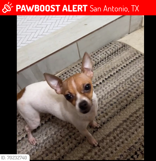 Lost Female Dog last seen Near the Juvenile Treatment Center, San Antonio, TX 78223