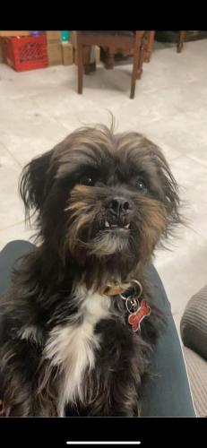 Lost Male Dog last seen Near woodleigh dr, Houston, TX 77083
