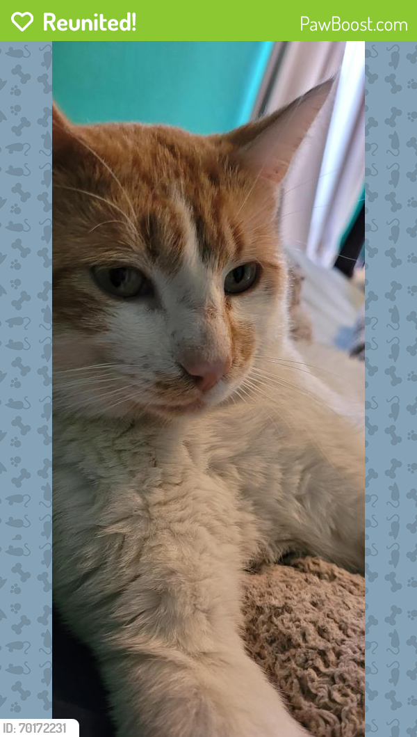 Reunited Male Cat last seen S Canyon Rim and Snyder hill, Tucson, AZ 85735