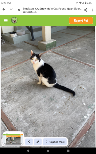 Lost Male Cat last seen Harper and Eldorado , Stockton, CA 95204