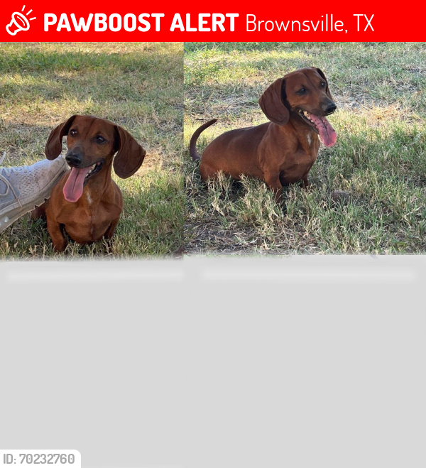 Lost Male Dog last seen Near del sol st , Brownsville, TX 78520