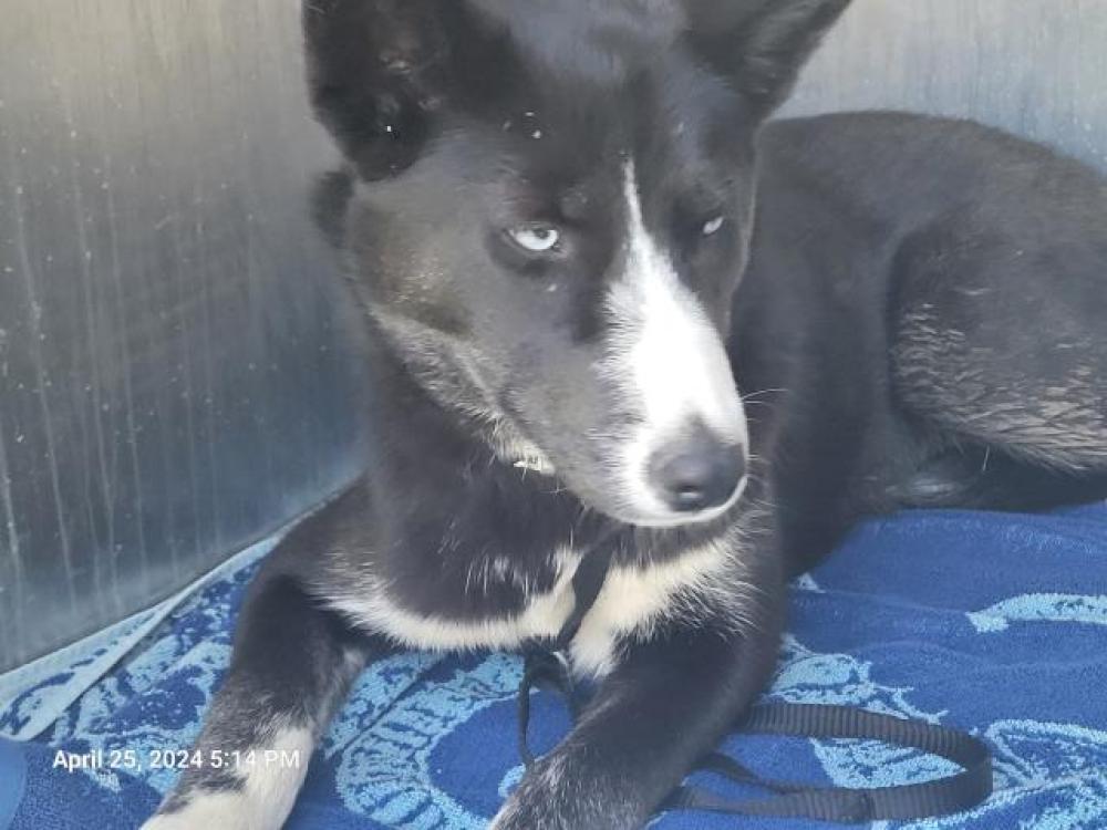 Shelter Stray Female Dog last seen Near BLOCK RUNYON ST, DETROIT, MI, Detroit, MI 48211