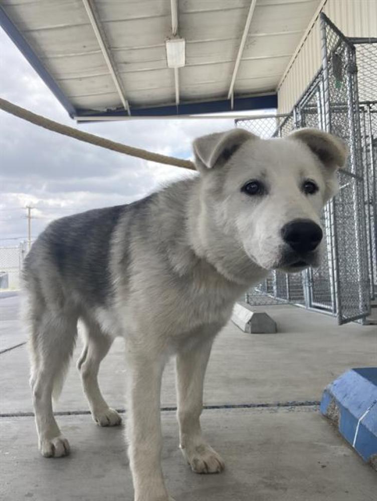 Shelter Stray Male Dog last seen Near BLOCK BURNETT DR, BAKERSFIELD CA 93307, Bakersfield, CA 93308