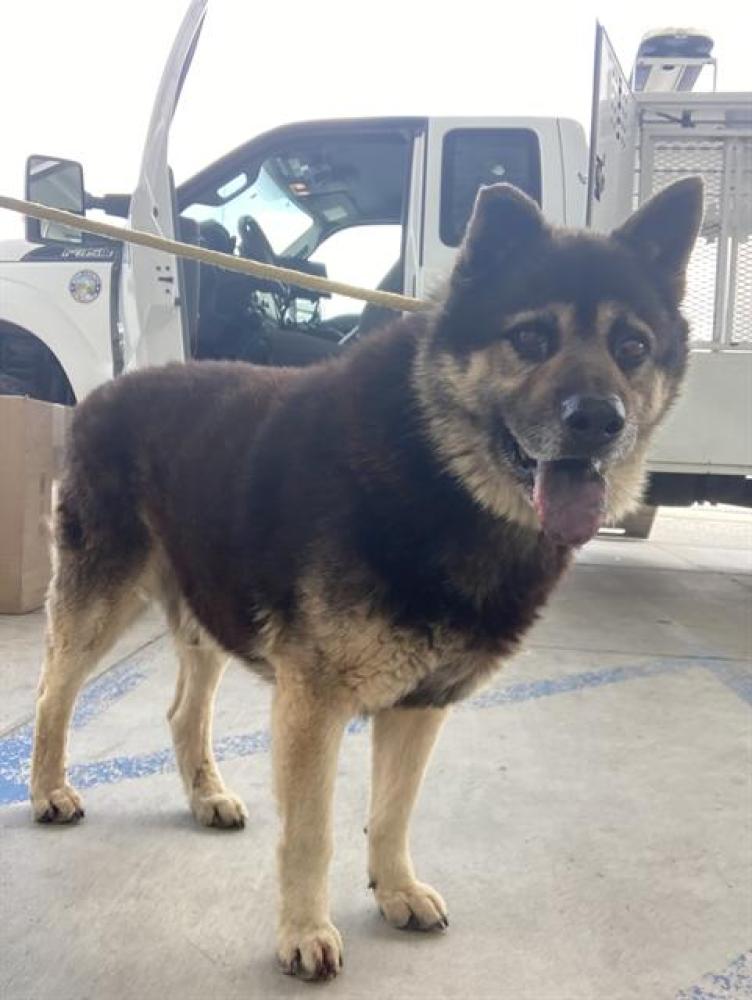 Shelter Stray Male Dog last seen Near BLOCK PALOMINO DR, BAKERSFIELD CA 93306, Bakersfield, CA 93308