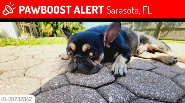 Lost Male Dog last seen Bee Ridge Rd. &Beneva Rd. Sarasota florida , Sarasota, FL 34233
