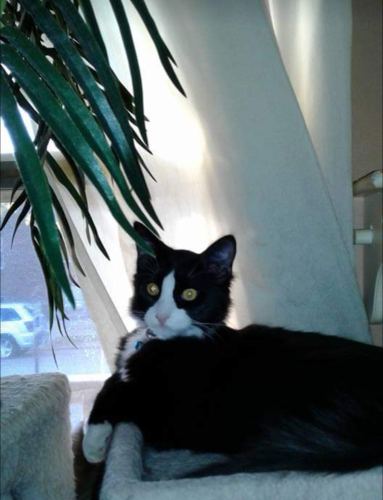 Lost Male Cat last seen Near st place and archer, Summit, IL 60501