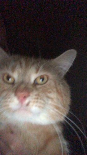 Lost Male Cat last seen Someone around the big Tesco, Greater London, England CR7 8RX