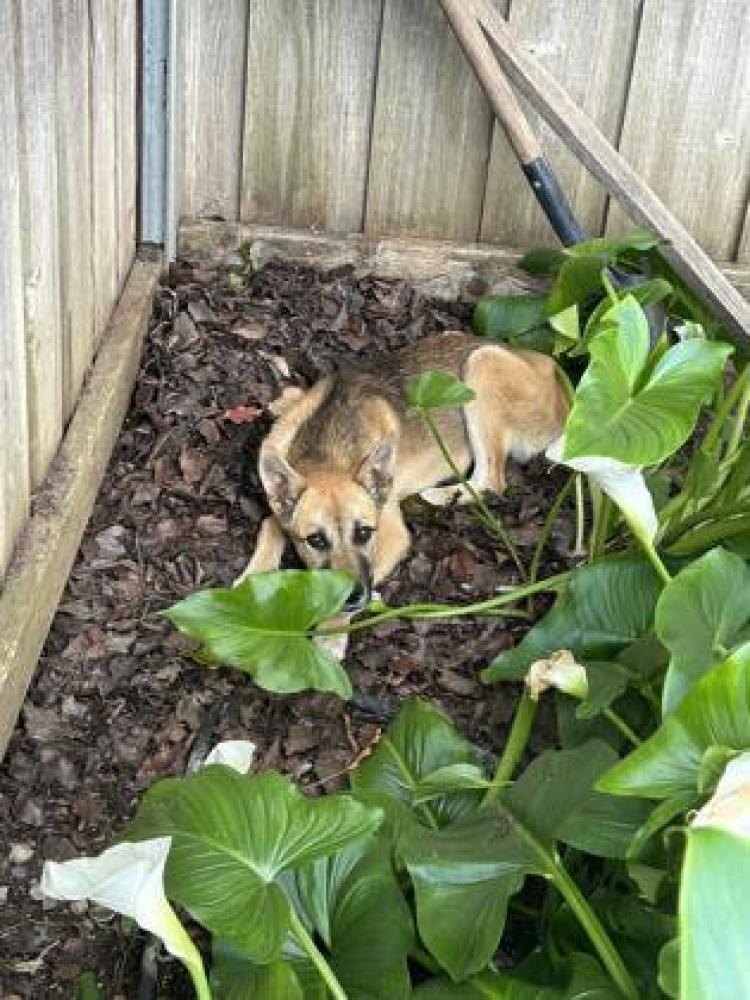 Shelter Stray Female Dog last seen Central Avenue & S. Engleheart Avenue, Reedley Zone Fresno CO 4 93654, CA, Fresno, CA 93706