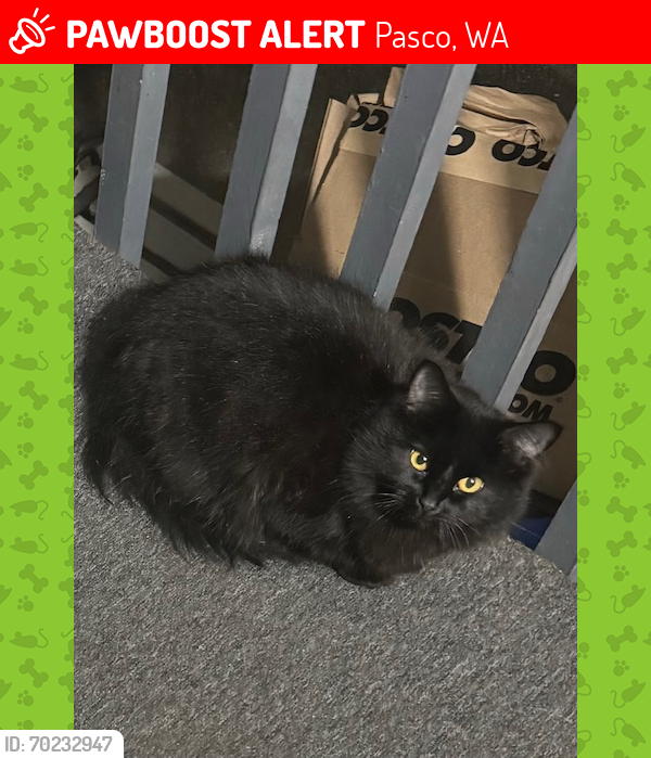 Lost Male Cat last seen Sylvester and 32nd Pasco Wa, Pasco, WA 99301