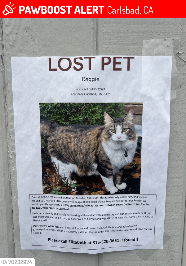 Lost Male Cat last seen Near , Carlsbad, CA 92013