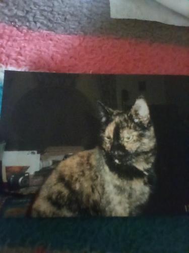 Lost Female Cat last seen Woodlawn and Waverly Rd, Chesterton, IN 46304