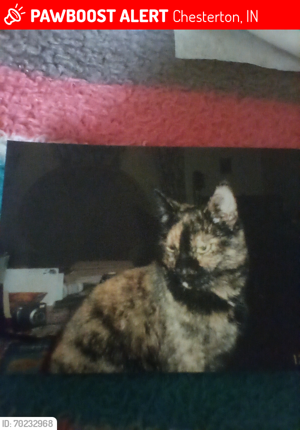 Lost Female Cat last seen Woodlawn and Waverly Rd, Chesterton, IN 46304