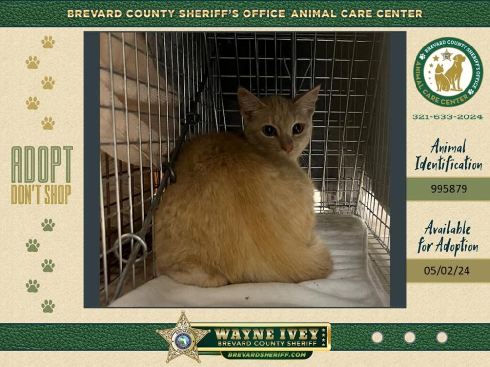 Shelter Stray Female Cat last seen Near Martin Drive, ROCKLEDGE, FL, 32955, Melbourne, FL 32934