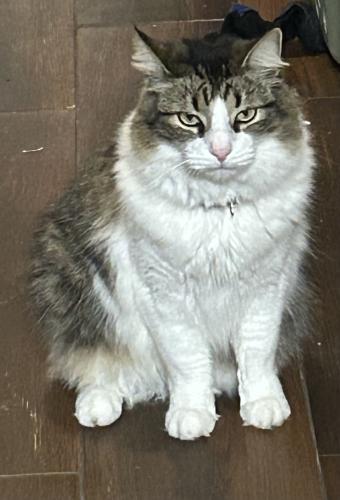 Lost Male Cat last seen Harmony Park apmts, Spring, TX 77386