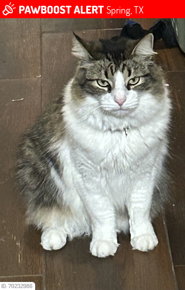 Lost Male Cat last seen Harmony Park apmts, Spring, TX 77386