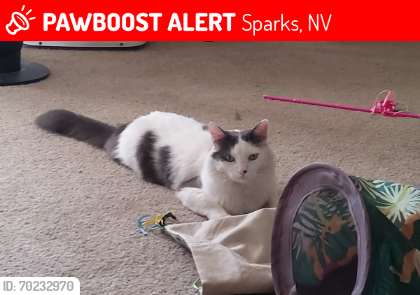 Lost Male Cat last seen Greenbrea , Sparks, NV 89512