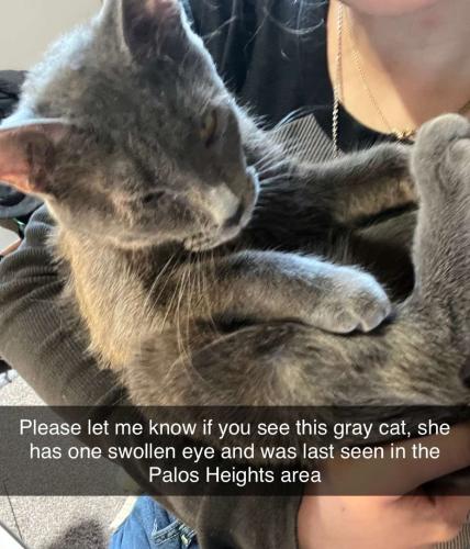 Lost Female Cat last seen 119th place palos heights, Palos Heights, IL 60463