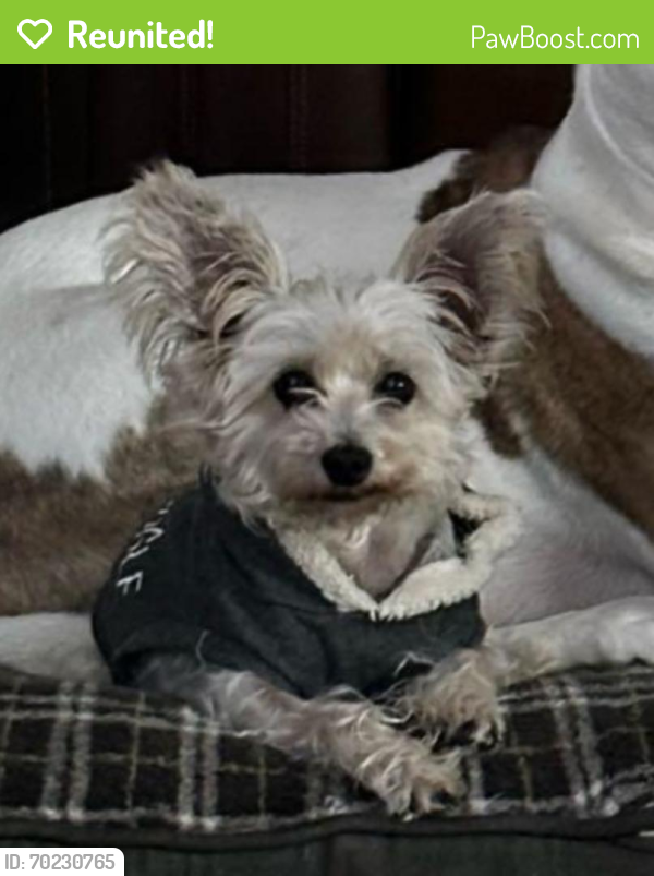 Reunited Female Dog last seen Bridgewater Place - Frost Gate Ct. And Bellow Glen, Katy, TX 77449