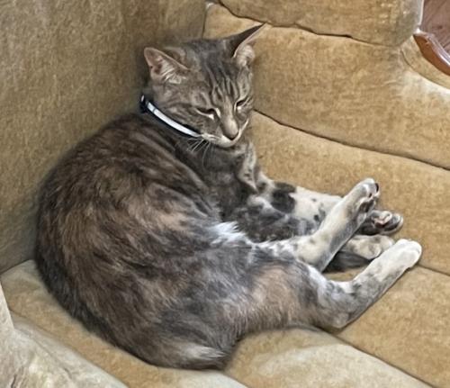 Lost Female Cat last seen N7th st and St James, San Jose, CA 95112