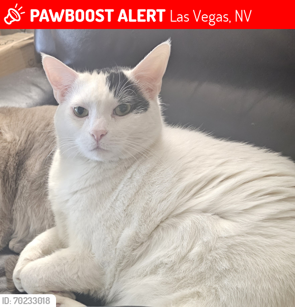 Lost Male Cat last seen Tropicana & spencer, Las Vegas, NV 89119