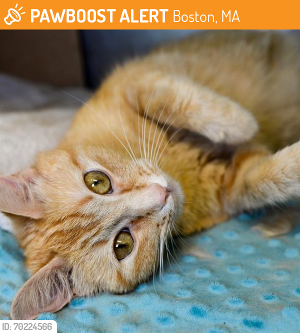 Shelter Stray Female Cat last seen BROCKTON, Boston, MA 02130