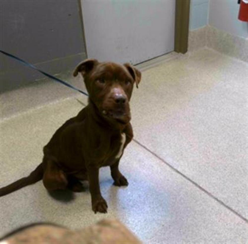 Shelter Stray Male Dog last seen Near BLOCK WILSON GREEN BLVD TALLAHASSEE FL 32305, Tallahassee, FL 32311