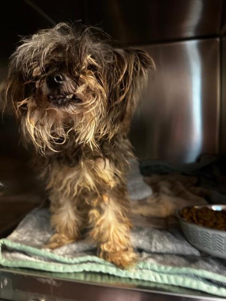 Shelter Stray Male Dog last seen Near BLOCK PHILLIPS RD, TALLAHASSEE FL 32308, Tallahassee, FL 32311