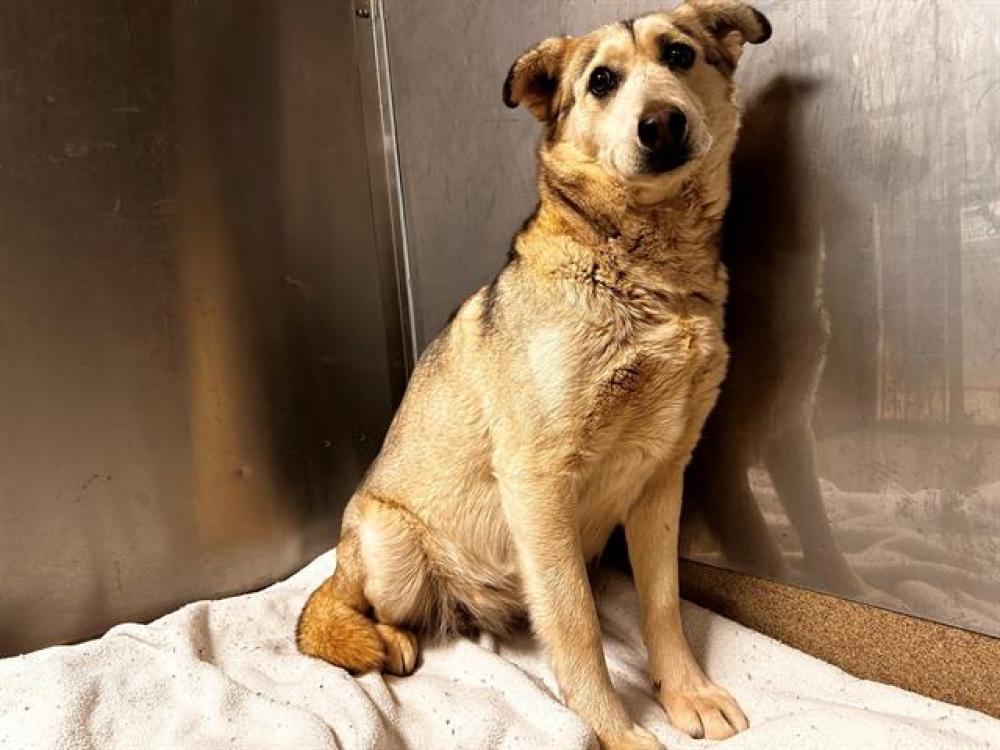 Shelter Stray Female Dog last seen , Palmdale, CA 93550