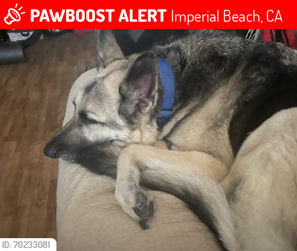 Lost Male Dog last seen 3rn st imperial beach , Imperial Beach, CA 91932