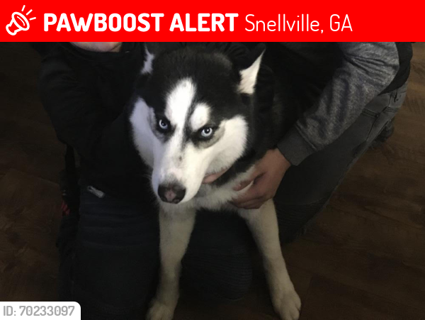 Lost Male Dog last seen Dogwood Road, Snellville, GA 30078