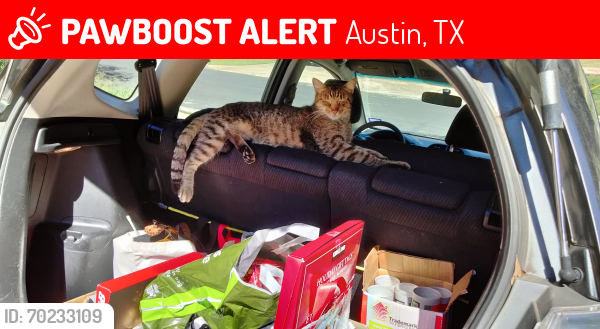 Lost Male Cat last seen Near Lovell Dr. Austin, TX 78723, Austin, TX 78723