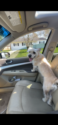 Lost Male Dog last seen suffolk ave, pine air , Brentwood, NY 11717
