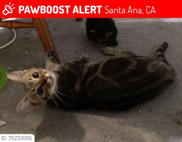 Lost Female Cat last seen Warner and Raitt in Santa Ana, Santa Ana, CA 92704